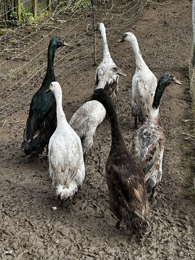 Preview of the first image of Four male runner ducks (drakes) various colours.