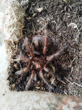 Image 17 of Various Tarantulas and other inverts for sale