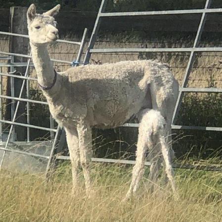 Image 2 of POPHAM SURI FLOPPYS, alpaca suri