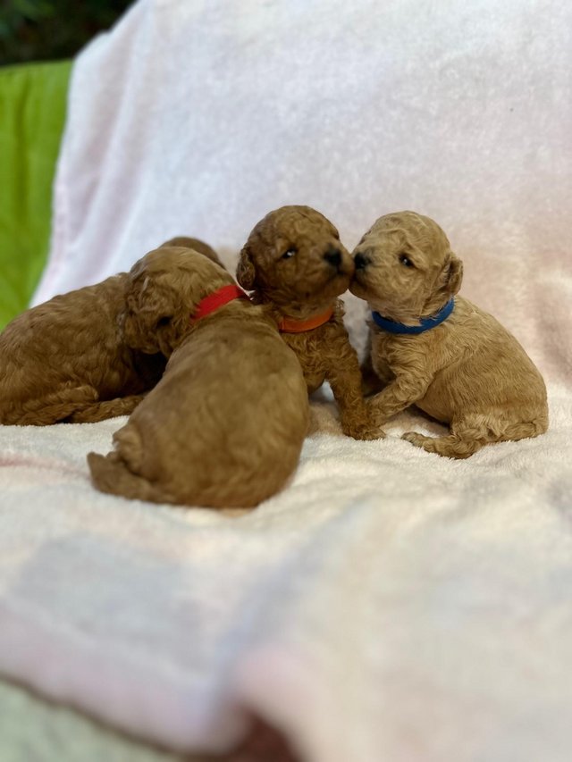 Preview of the first image of MINIATURE POODLE PUPPIES 2 RED GIRLS  AND 2 BOYS.