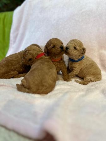 Image 1 of MINIATURE POODLE PUPPIES 2 RED GIRLS  AND 2 BOYS