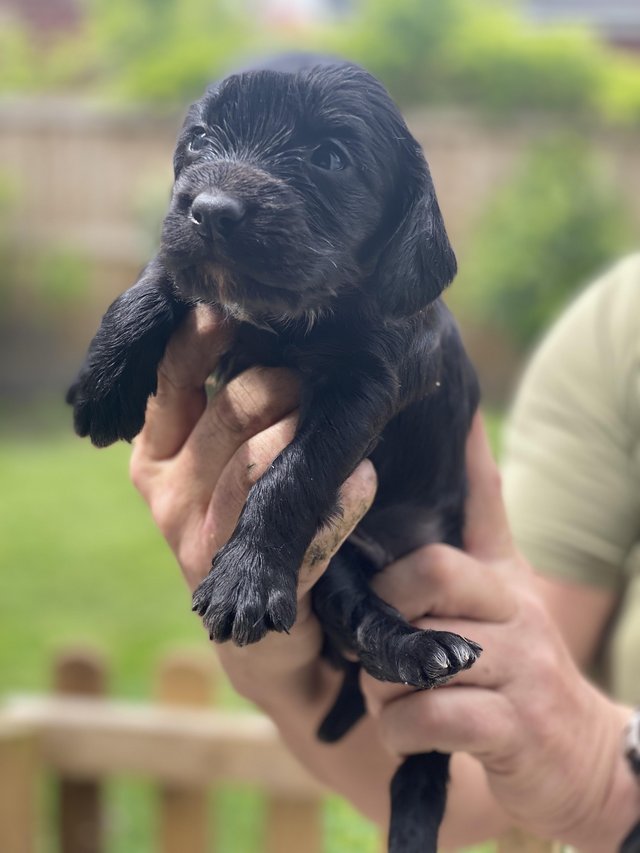 Preview of the first image of KC REG Working Cocker Spaniel pups.