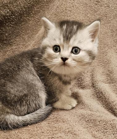 Image 3 of Beautiful full pedigree kittens READY NOW