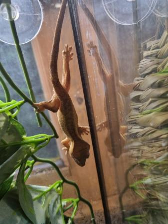 Image 5 of OMG Stunning Yellow Crested Gecko