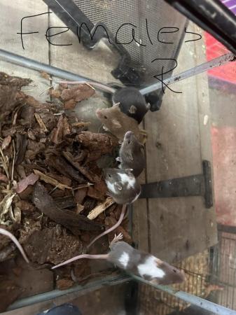 Image 2 of Fancy mice for sale, males and females