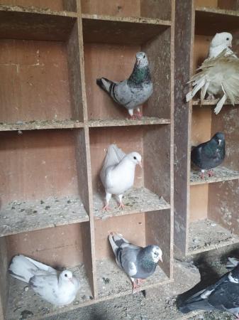 Image 2 of Mixed pigeons cocks and hens