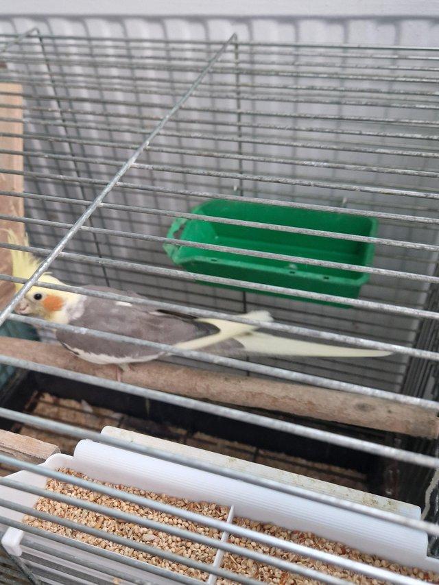 Preview of the first image of Breeding pair of cockatiels.
