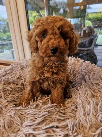 Image 4 of Red toy poodle male puppy