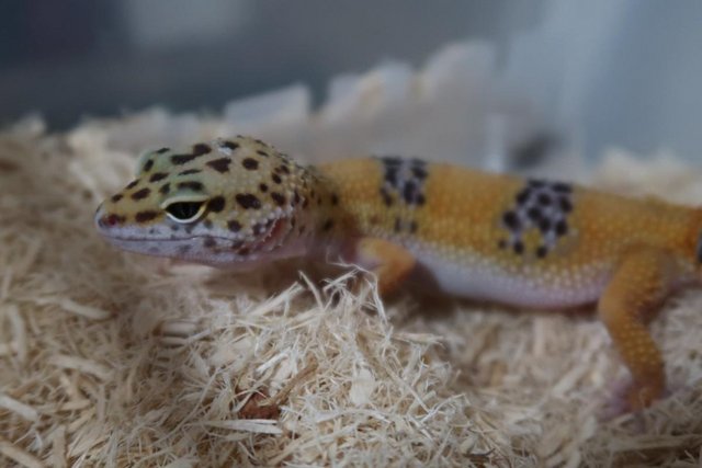 Image 2 of Young Female Leopard Gecko for SALE