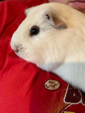 Image 4 of (Still for sale) Male guinea pig (3 years old) for rehoming