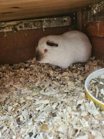 Image 3 of 12mth old Himalayan guinea pig