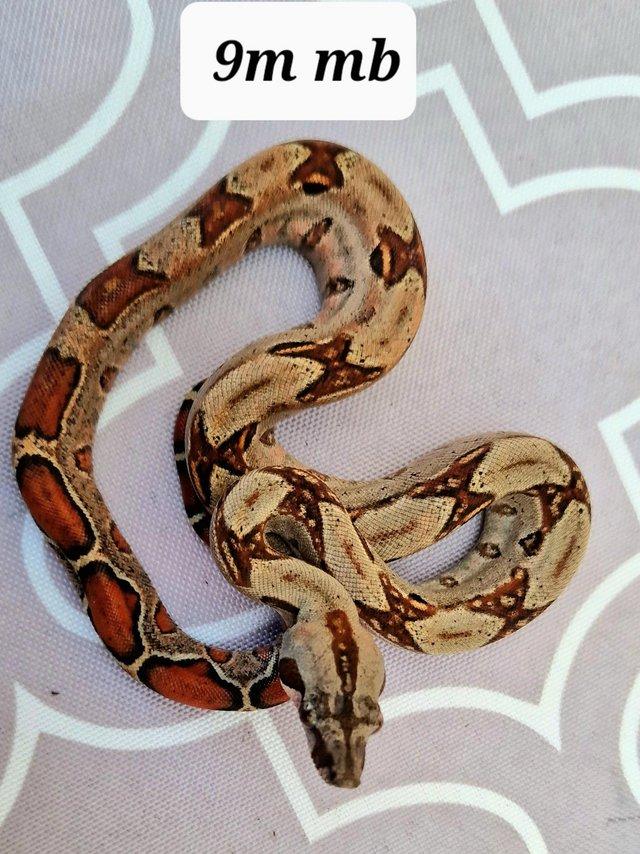 Preview of the first image of Mandarin belly boas 100 %het leopard 9m.