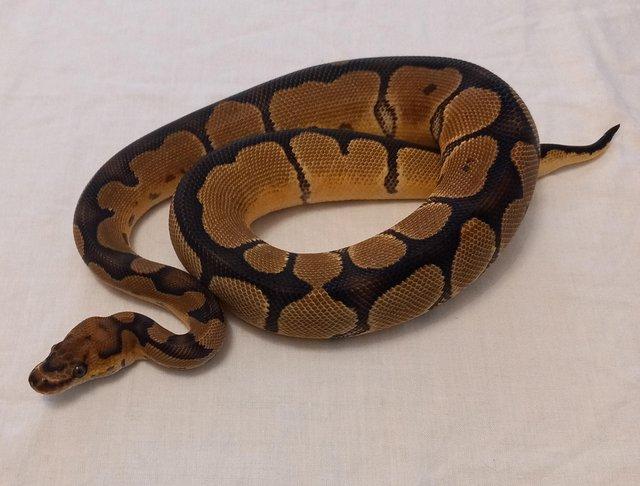 Preview of the first image of Female clown ball python 6 months old.