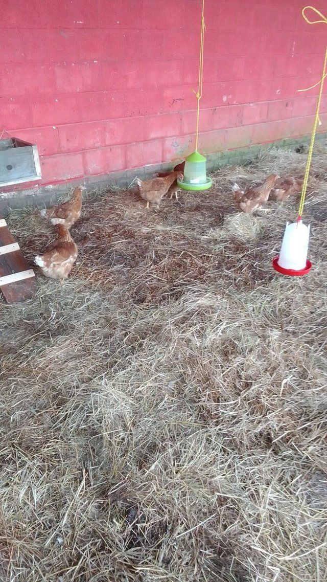 Preview of the first image of 6 point of lay hens available.