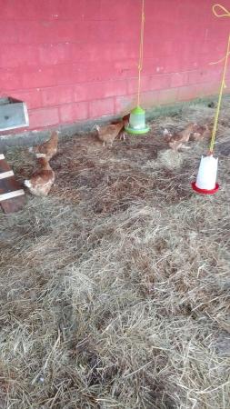 Image 1 of 6 point of lay hens available