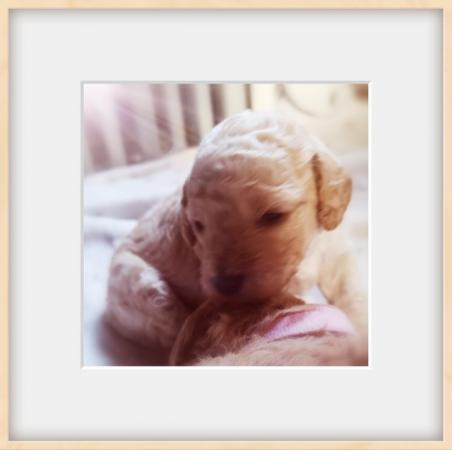 Image 15 of Madame Pompadour Poodles... RESERVE NOW