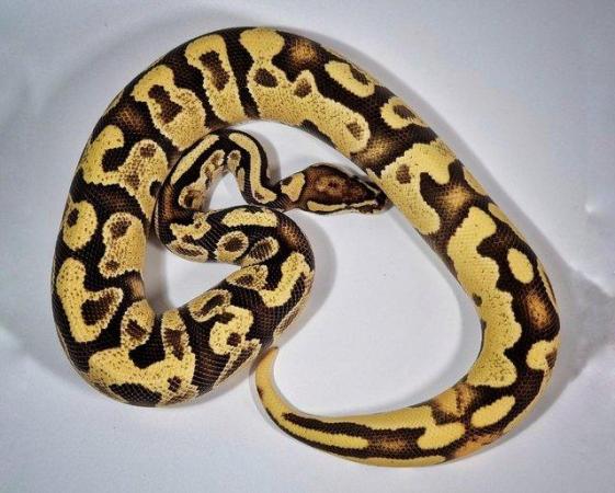 Image 5 of Ball Pythons / Royal Pythons (various morphs)
