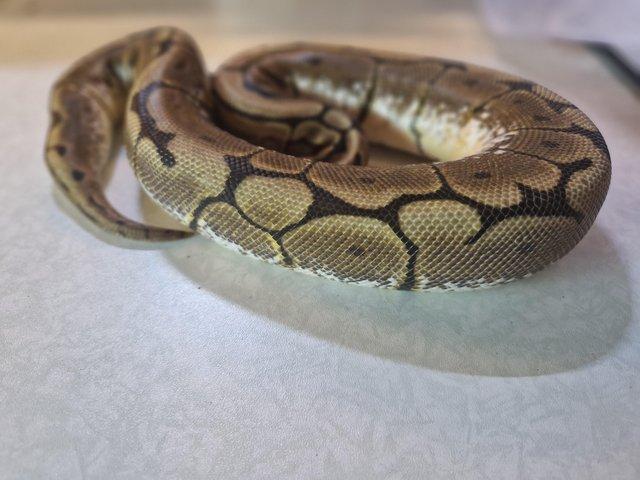 Preview of the first image of For sale Female Spider ball python.