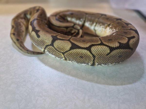Image 1 of For sale Female Spider ball python