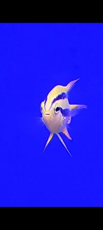 Image 2 of Gold Damsel Marine Fish .