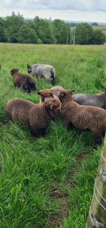 Image 1 of Ryeland Ram lambs for Sale.