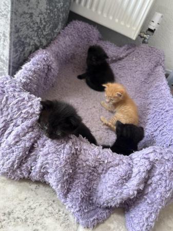 Image 3 of Maine coon cross kittens