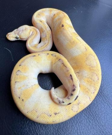 Image 6 of Firefly champagne female ball python royal