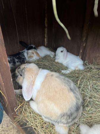 Image 5 of Baby Mini Lop bunnies for new homes
