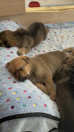 Image 16 of German Shepherd Puppies for sale