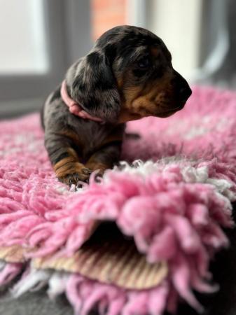 Image 21 of Ready Today! Reduced! KC registered dachshund puppies