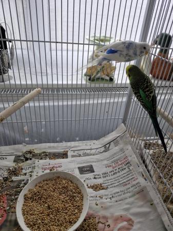 Image 2 of Pair of budgies back up for rehoming due to let down no offe