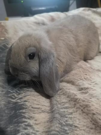 Image 4 of 13 week old lop ear rabbits