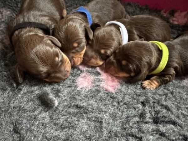 Image 4 of Quality Chocolate miniature dachshund puppies