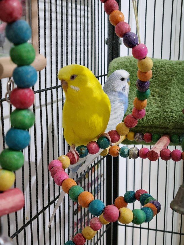 Preview of the first image of 2 Budgies (male & female) sold as a Pair with Cage.