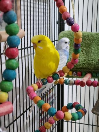 Image 1 of 2 Budgies (male & female) sold as a Pair with Cage