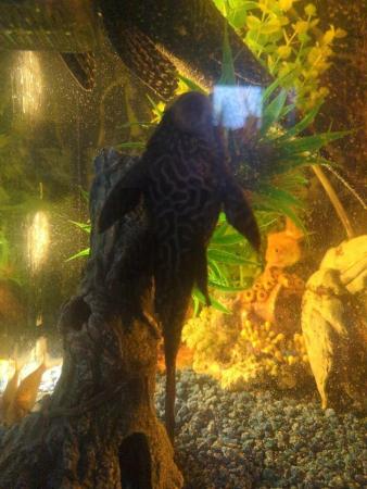 Image 5 of Medium-sized PLEC.MUST BE THE ONLY PLEC IN YOUR SET UP.