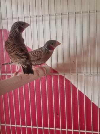 Image 3 of This year Baby finches for sale