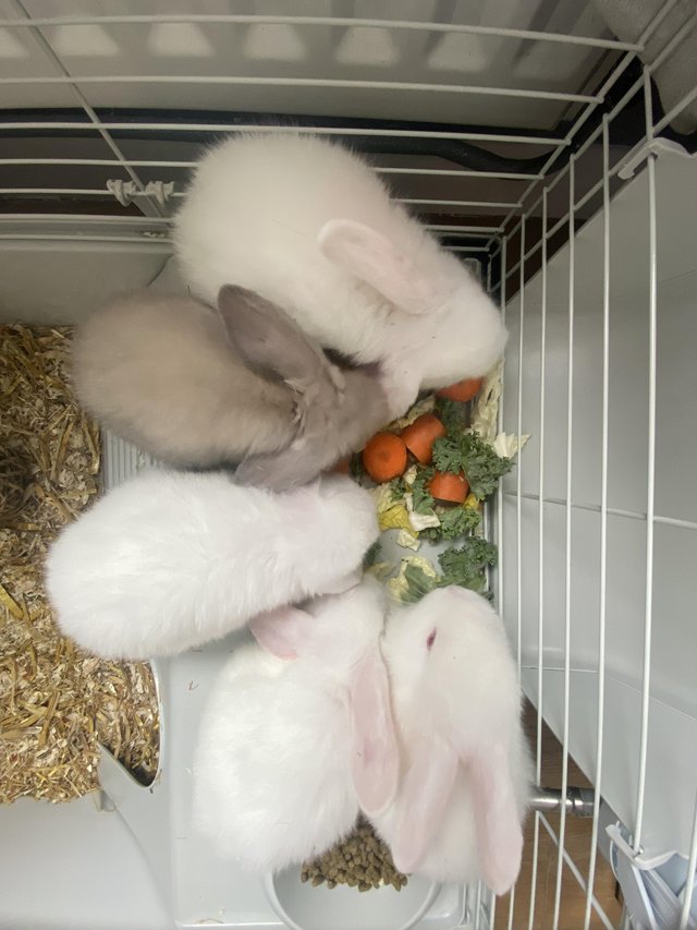 Preview of the first image of Mini lop kits 2boys 1girl.