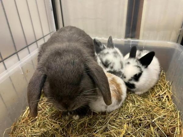 Image 3 of Beautiful Pure Breed Mini Lop Kits Bunnies Baby Rabbits