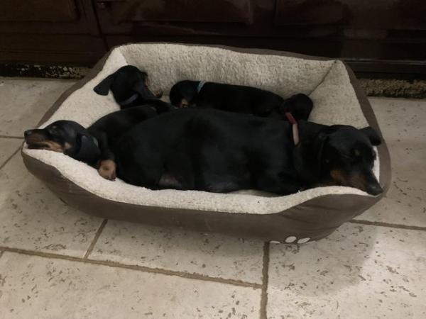 Image 6 of Beautiful Dachshund smooth haired Black and Tan pups