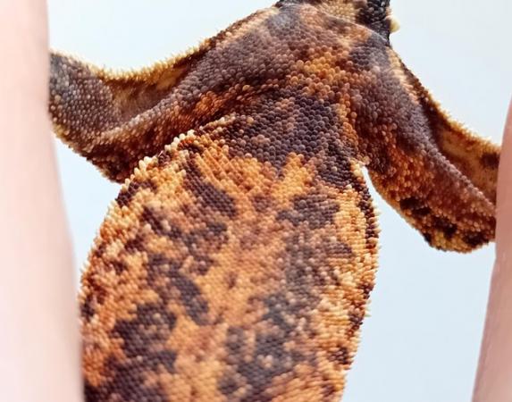 Image 3 of Juvenile Crested Gecko ~