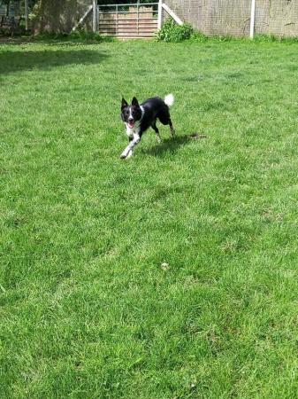 Image 1 of 3 year old border collie male