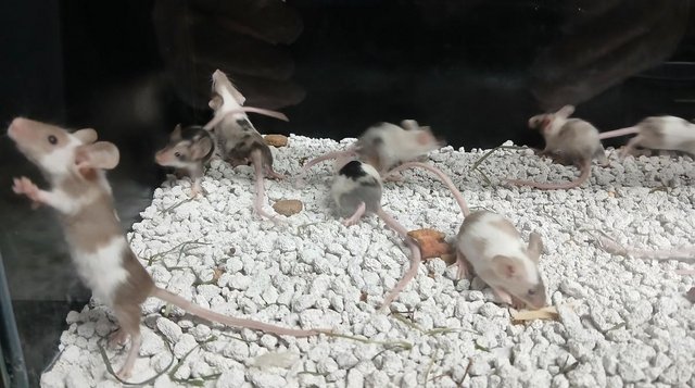 Image 3 of Baby Mice , Tri and mixed coloured