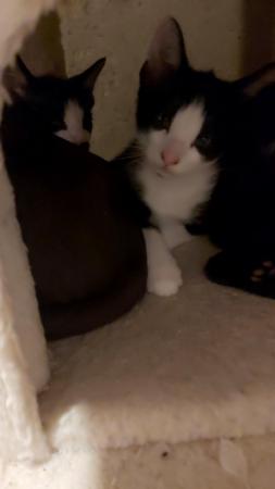 Stunning Oriental Kittens BLACK AND WHITE 3 BOYS for sale in Biggleswade, Bedfordshire - Image 30