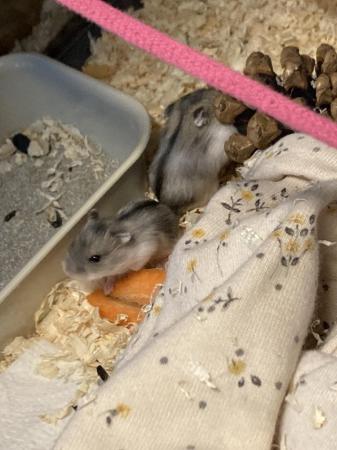 Image 6 of Baby dwarf Russian hamsters