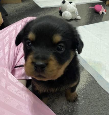 Image 9 of 4 week old Rottweiler puppies for sale