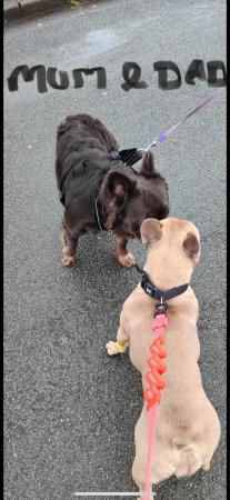 Image 6 of French bulldog last boy left kc registered ready to leave!