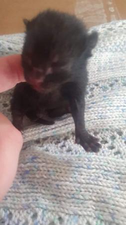 Image 4 of One kitten ready now playful good with dogs and child