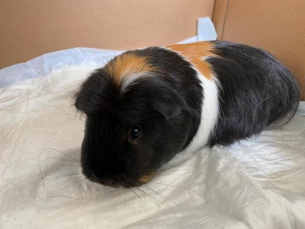 Image 2 of 2 Beautiful Guinea pig Sisters For Sale