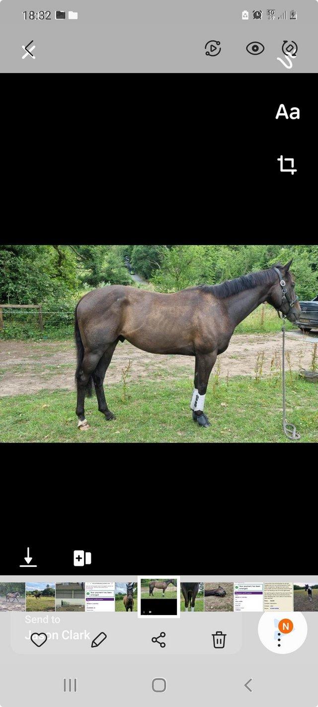 Preview of the first image of Lovely young Thoroughbred Gelding.